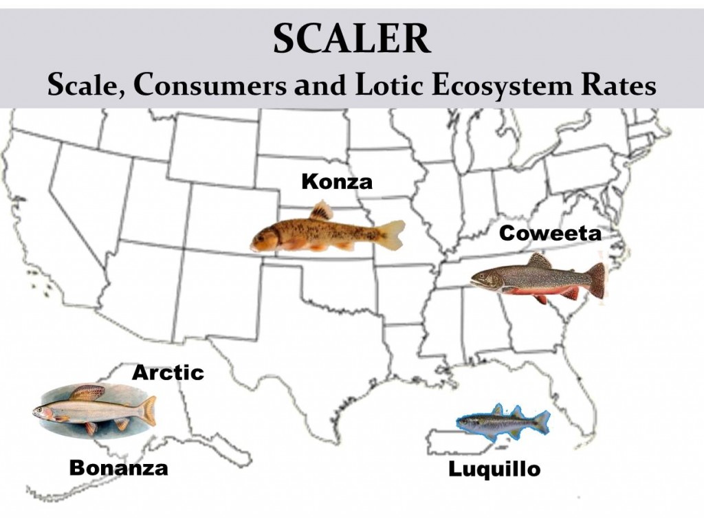 map with fish with scaler sites. Text: "Scale, Consumers and Lotic Ecosystem rates"