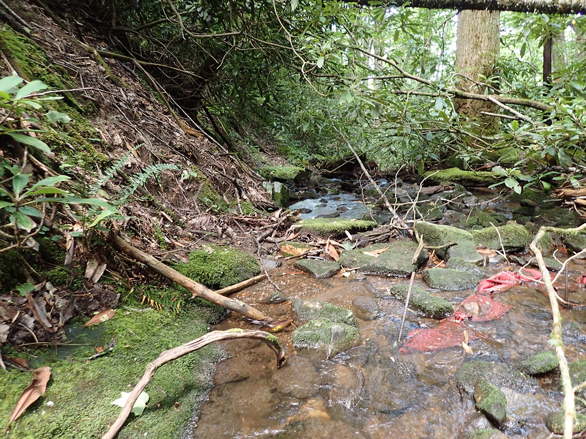forest stream with red bag