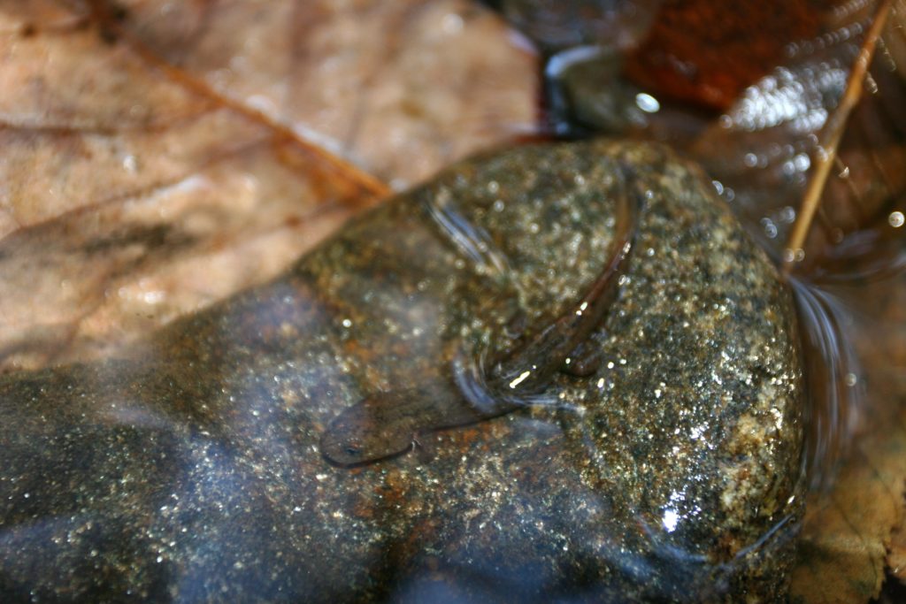 a brown salamander lays partially submerged atop a stone