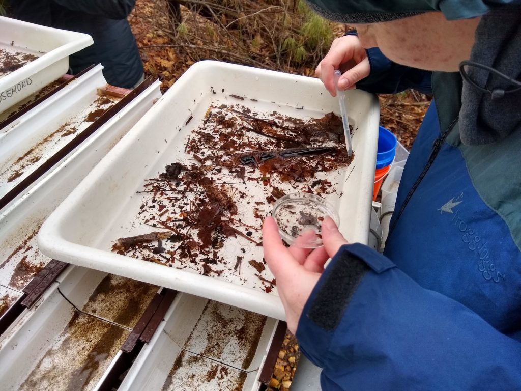 researcher sifts through leaf litter