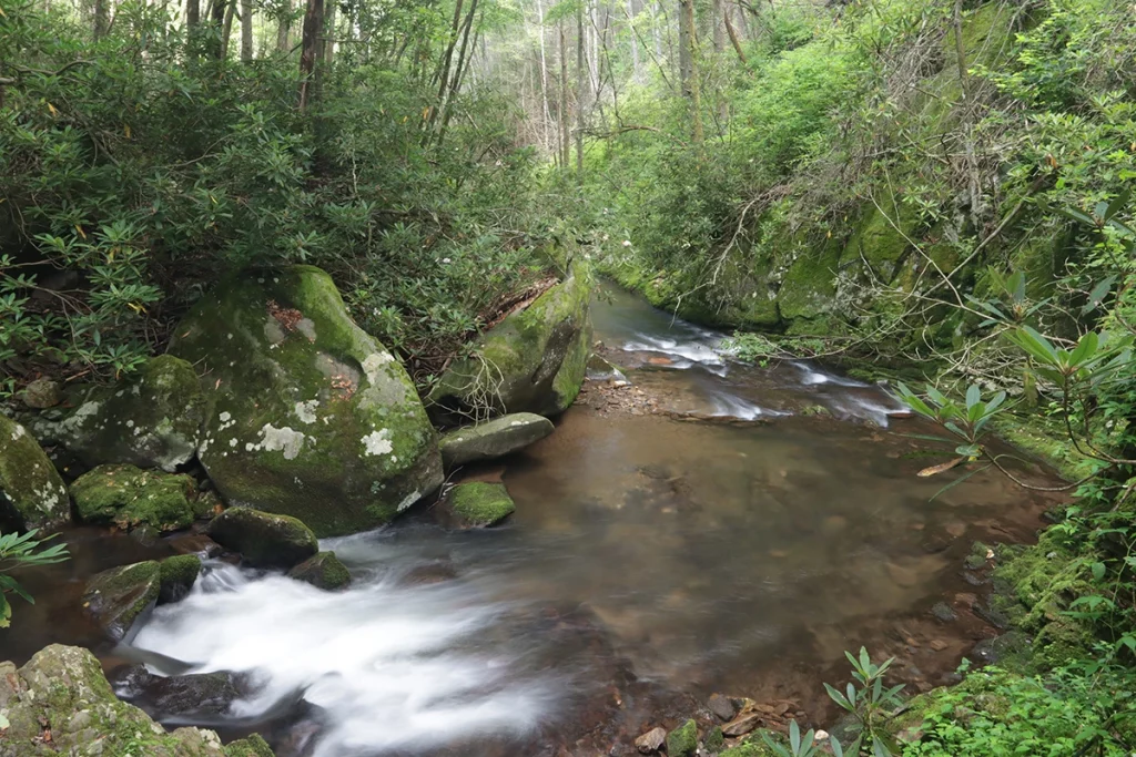 forested stream