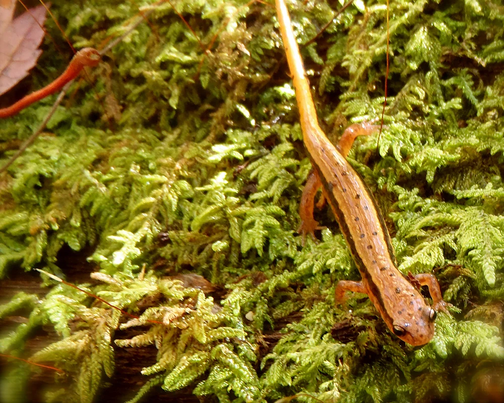 orange salamander with small black dots and lines along back